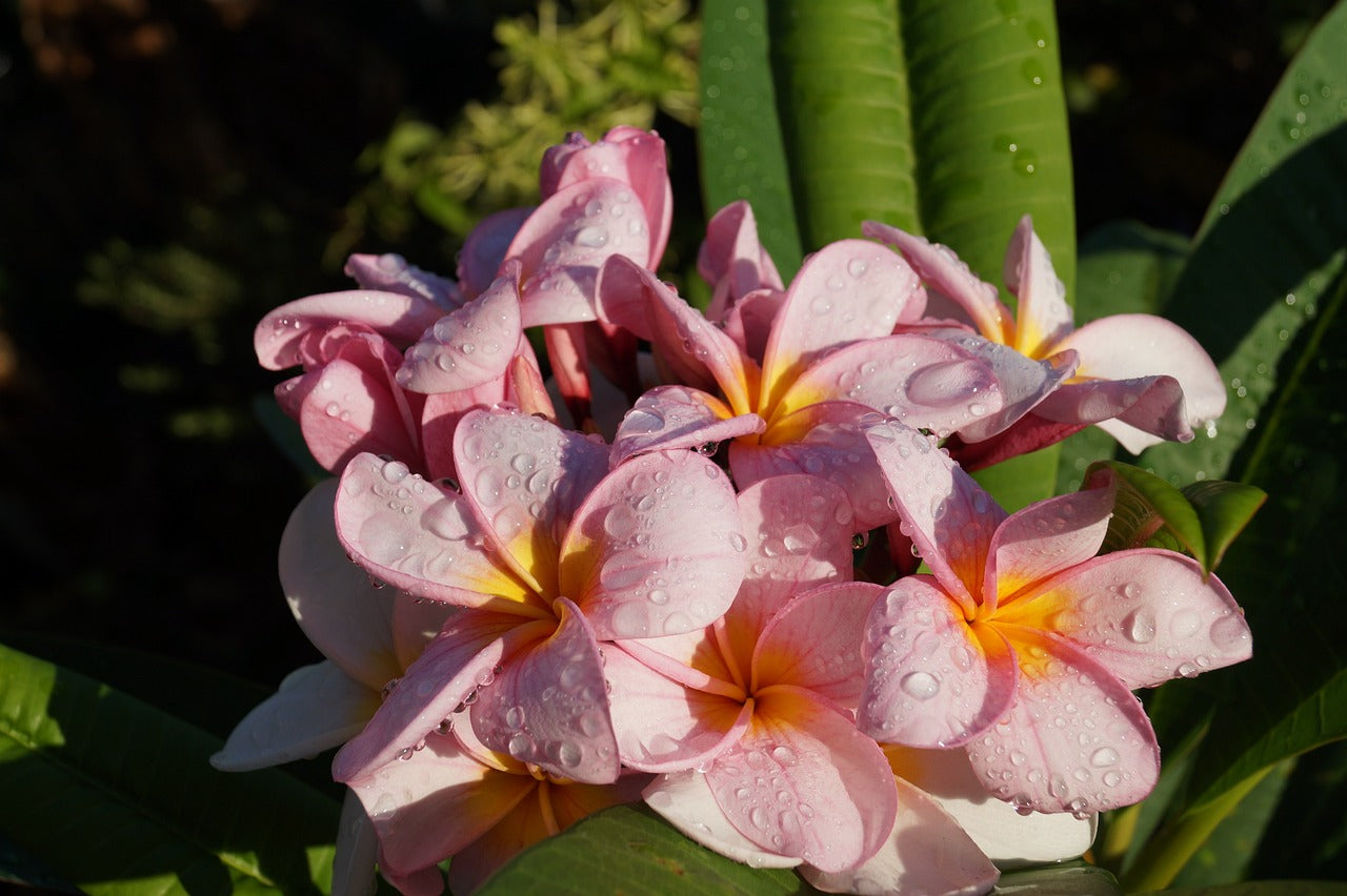 Véritable Monoï de Tahiti - Soin Protecteur & Sublimant - Najel